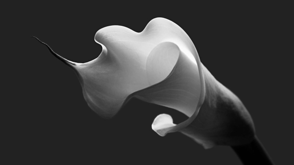 How To Plant And Grow Lily