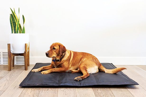 Why Are Dogs So Friendly Science Now Has An Answer Modern Dog Magazine